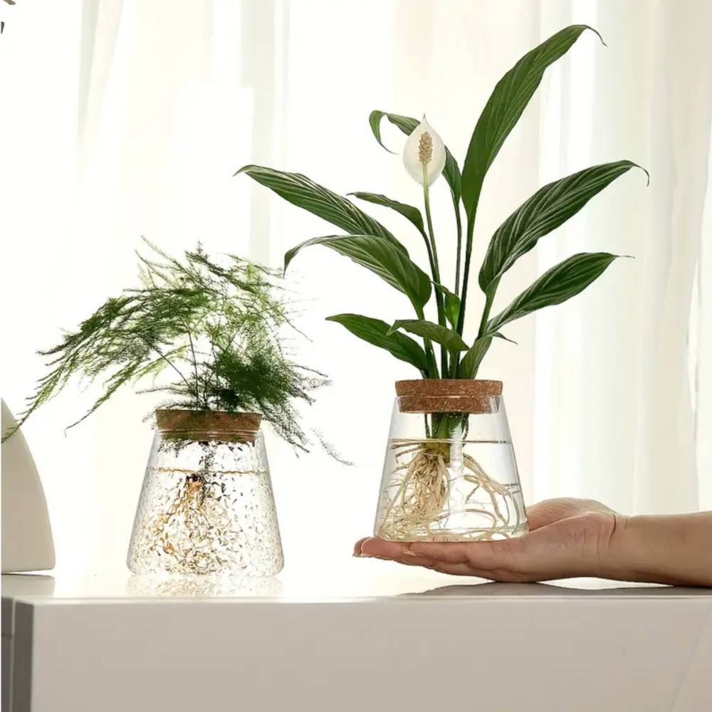 Glass Hydroponic Plant Vase with Cork Lid for Cuttings