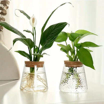 Glass Hydroponic Plant Vase with Cork Lid for Cuttings