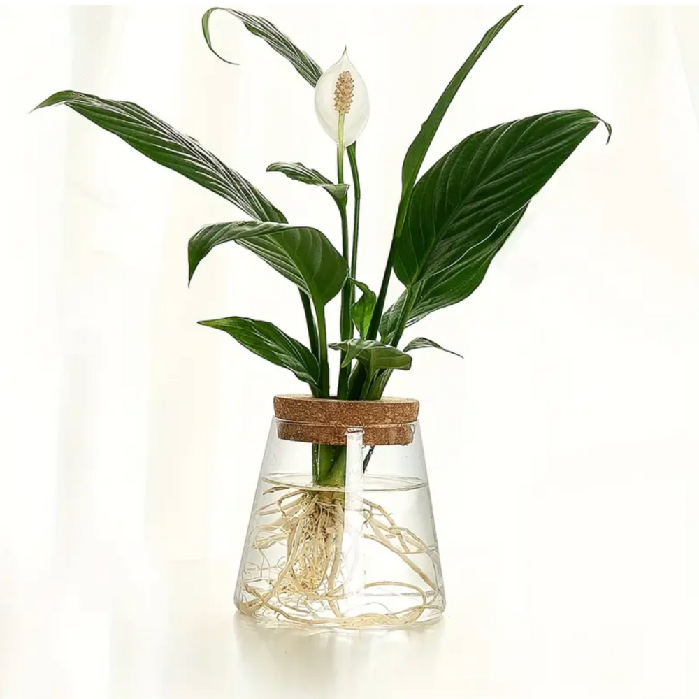 Glass Hydroponic Plant Vase with Cork Lid for Cuttings