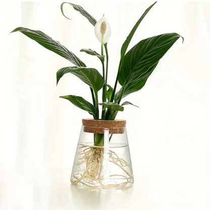 Glass Hydroponic Plant Vase with Cork Lid for Cuttings