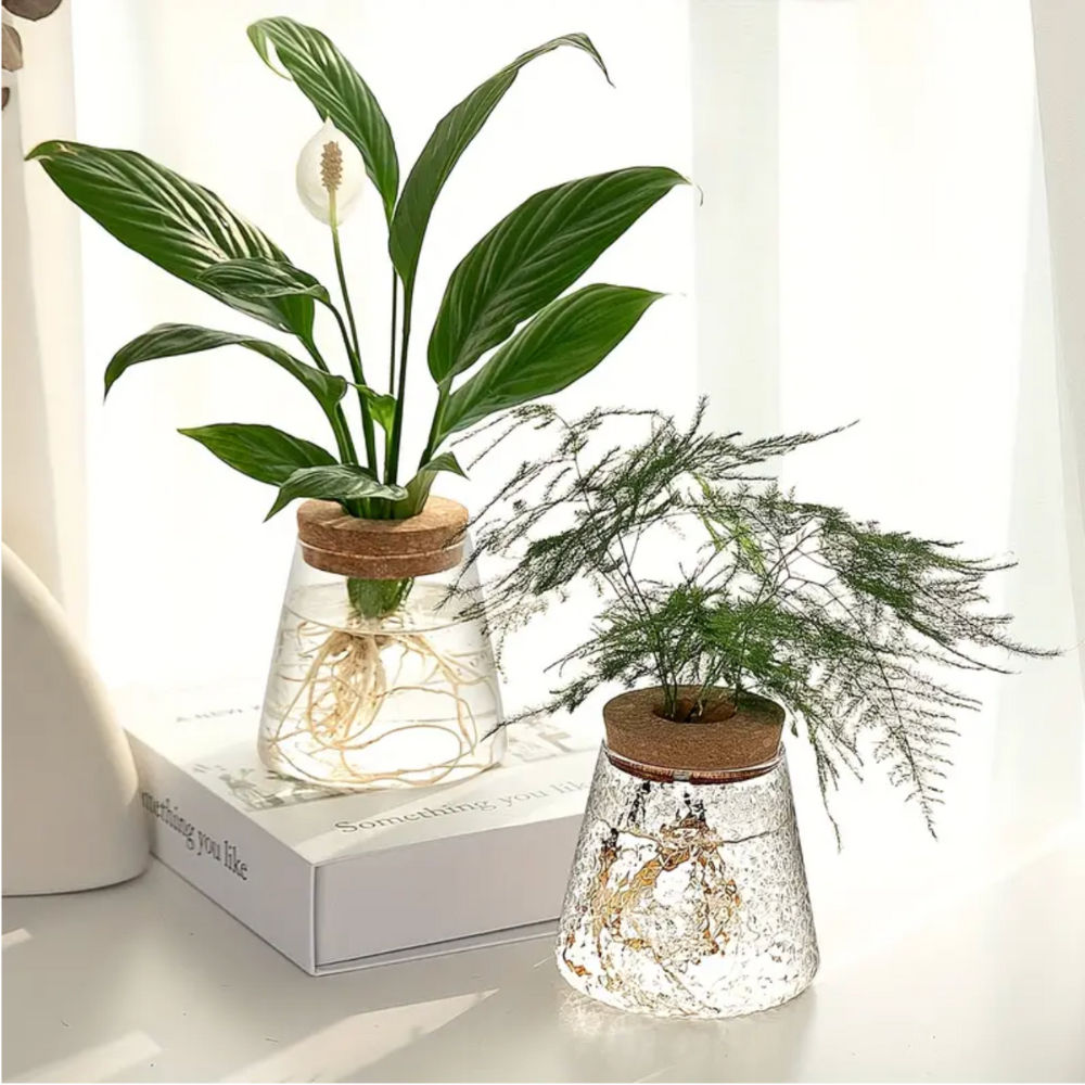 Glass Hydroponic Plant Vase with Cork Lid for Cuttings