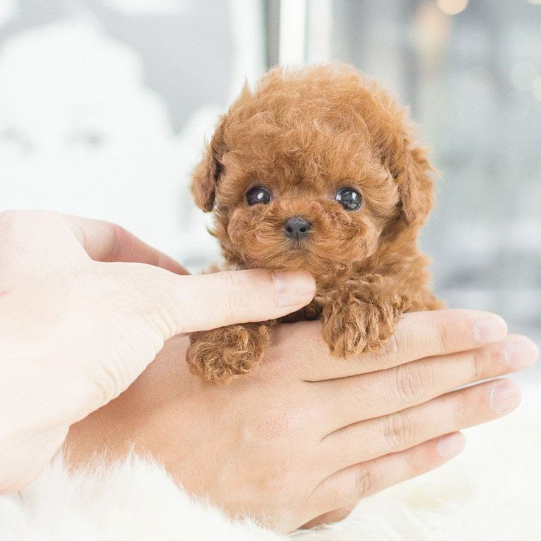 Interactive Plush Puppy Toy with Realistic Movement and Soft Synthetic Exterior