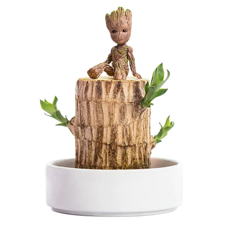 Lucky Wood Terrarium Plant with Easy Indoor Care and Decorative Appeal