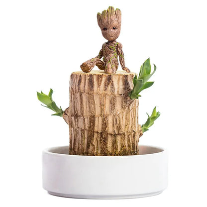 Lucky Wood Terrarium Plant with Easy Indoor Care and Decorative Appeal