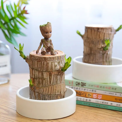 Lucky Wood Terrarium Plant with Easy Indoor Care and Decorative Appeal